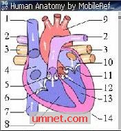 game pic for Human Anatomy And Physiology Study S60 2nd  S60 3rd